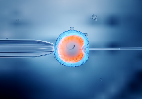 لقاح IVF تخمک و اسپرم